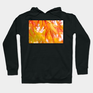 Autumn Acer Leaves Hoodie